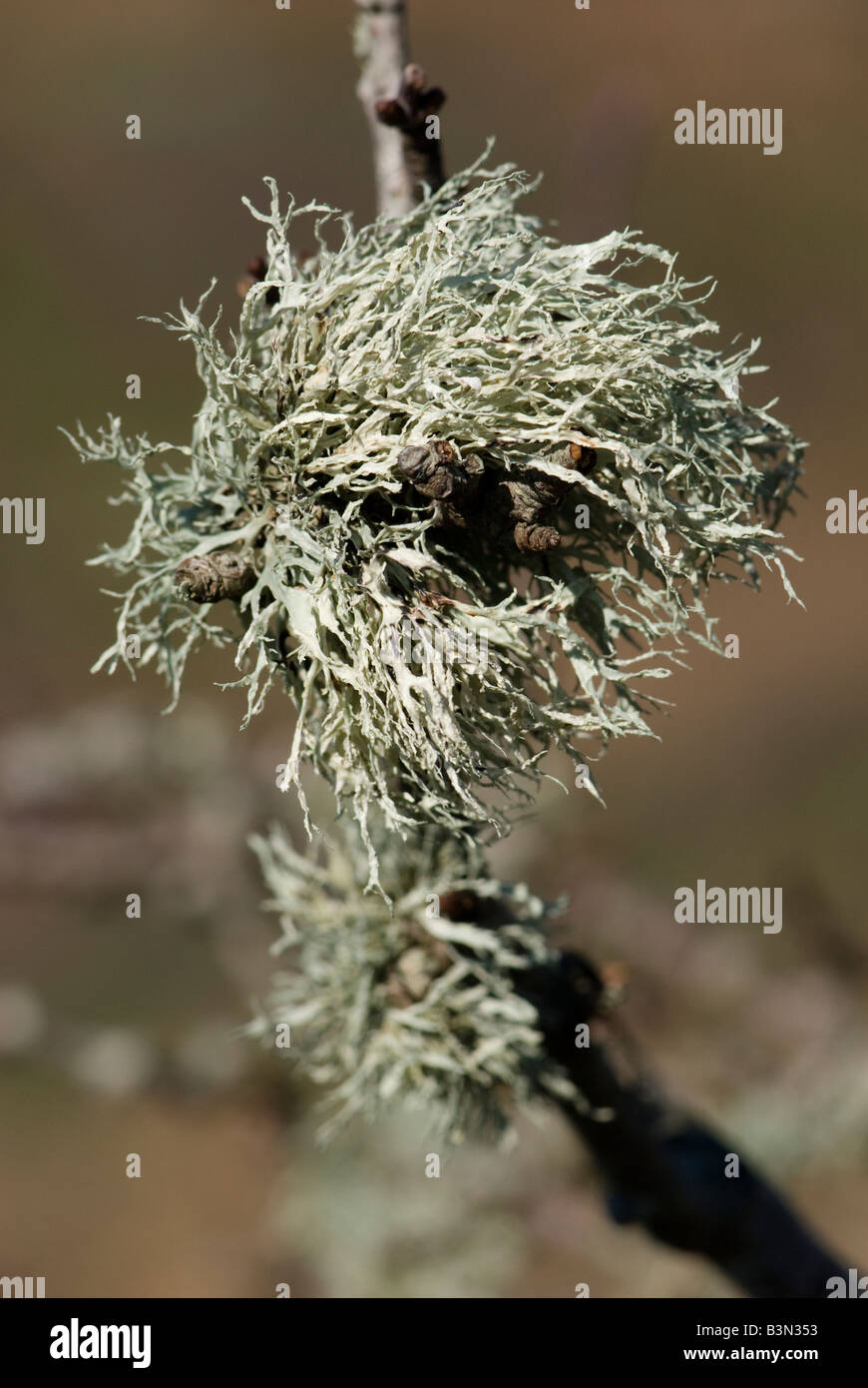 Un foliose lichen (Ramalina sp.) che cresce su un prugnolo / Sloe tree (Prunus spinosa in una posizione spazzate dal vento. Foto Stock