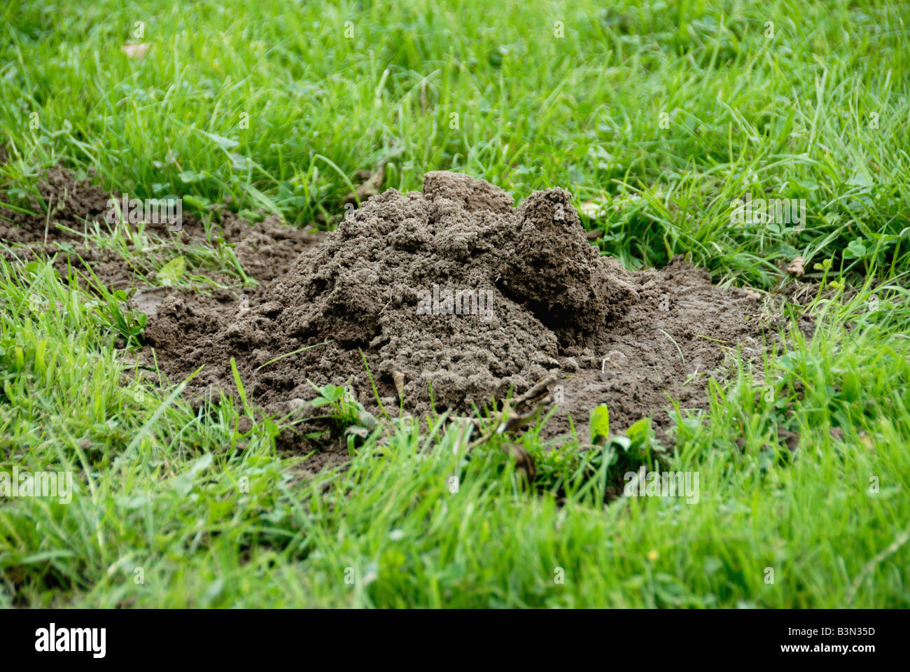 Mole hill in erba Foto Stock