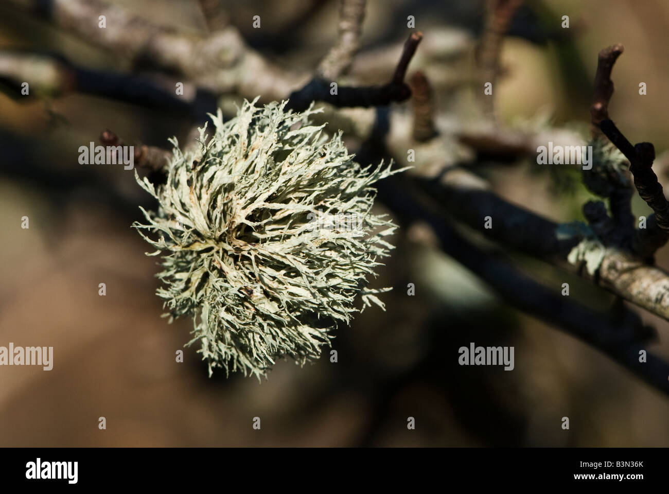Un foliose lichen (Ramalina sp.) che cresce su un prugnolo / Sloe tree (Prunus spinosa in una posizione spazzate dal vento. Foto Stock