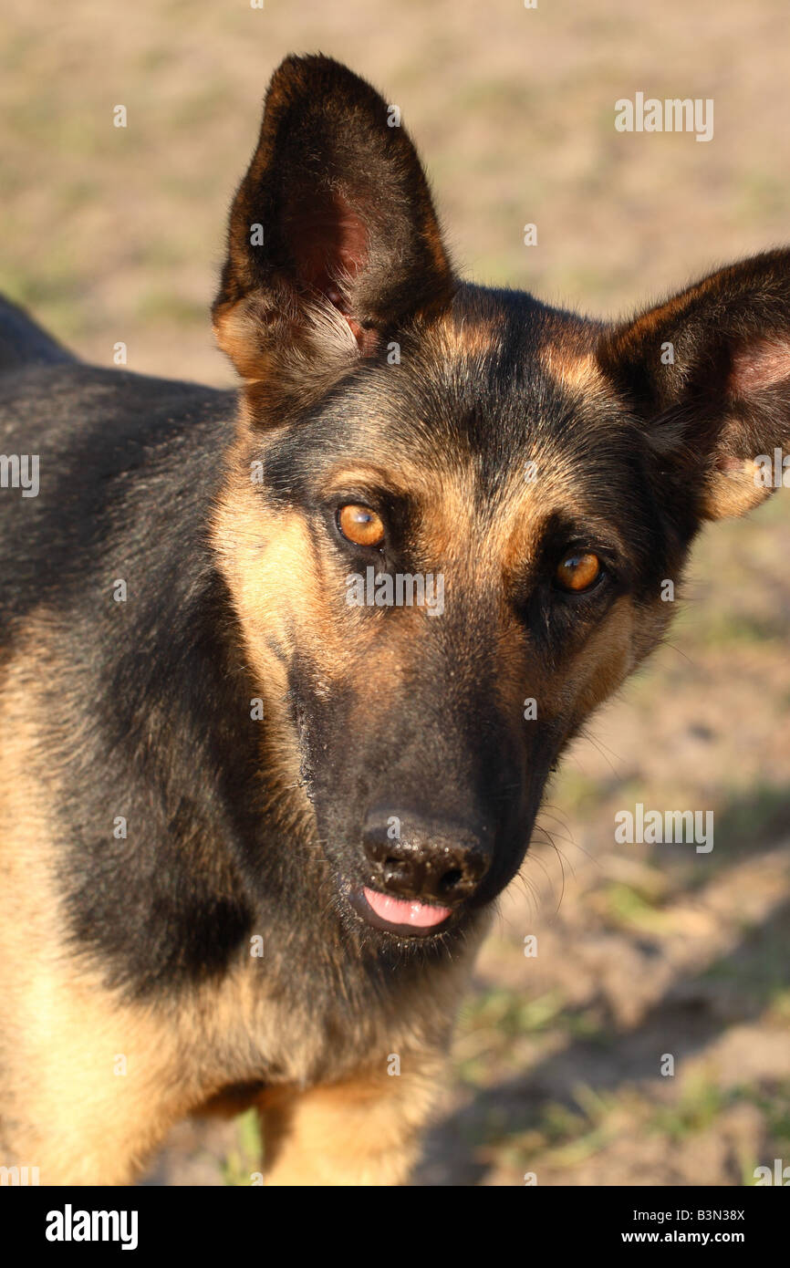 Alsaziano ritratto di cane in sera sun alert e carino Foto Stock
