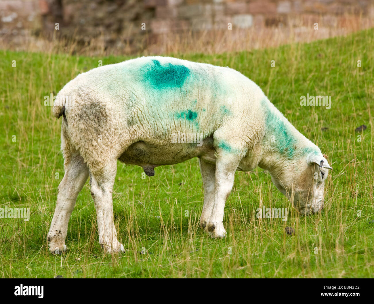 Singolo avvisatore acustico Texel pascolo ram England Regno Unito Foto Stock