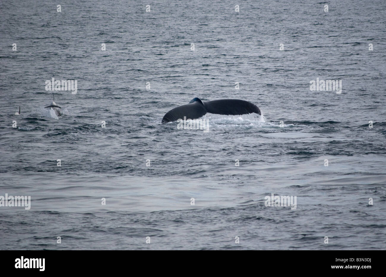 Humpback Whale (Megaptera novaeangliae) e dal becco bianco Dolphin (Lagenorhynchus albirostris), Faxafloi Bay, Islanda Foto Stock