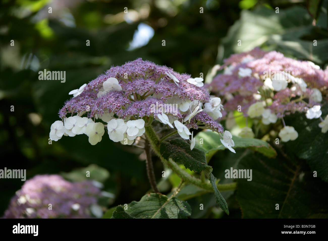 Sargent di ortensie o Lacecap, Hydrangea sargentiana, Hydrangeaceae, Centrale e del Sud della Cina Foto Stock