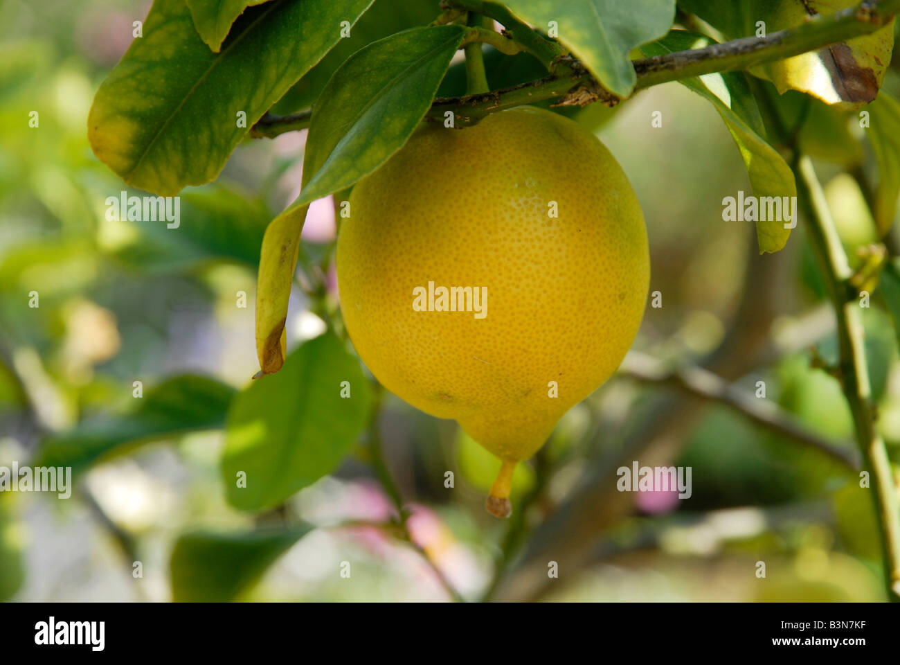 Il limone Cresce su un albero in Sorrento Italia 2008 Foto Stock
