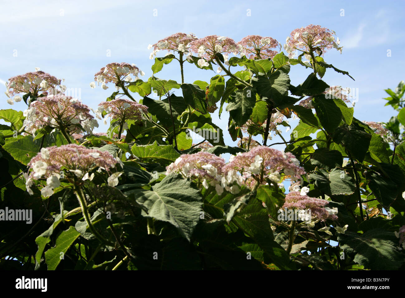 Sargent di ortensie o Lacecap, Hydrangea sargentiana, Hydrangeaceae, Centrale e del Sud della Cina Foto Stock