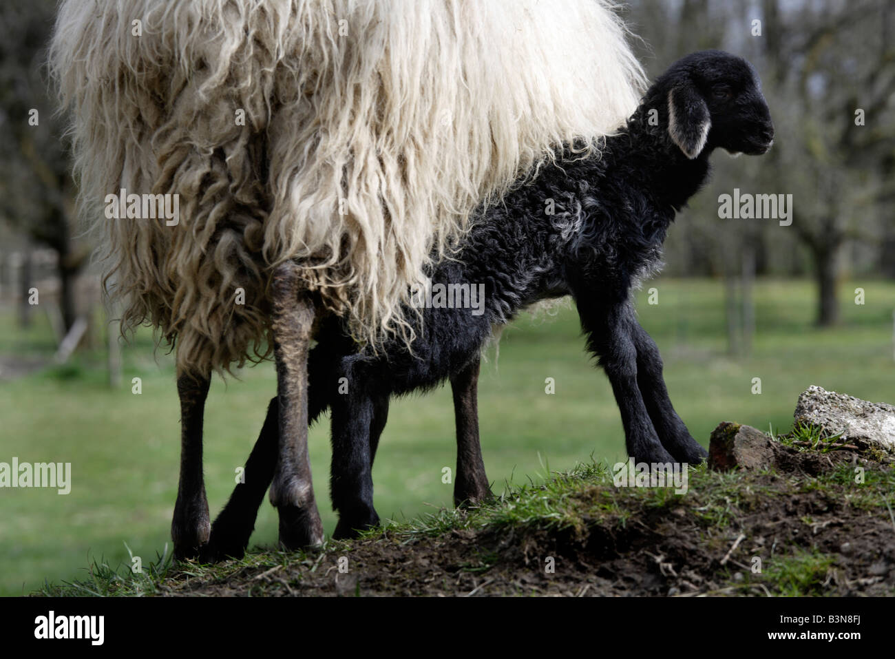 Pecore (Ovis orientalis aries), femmina e di agnello Foto Stock