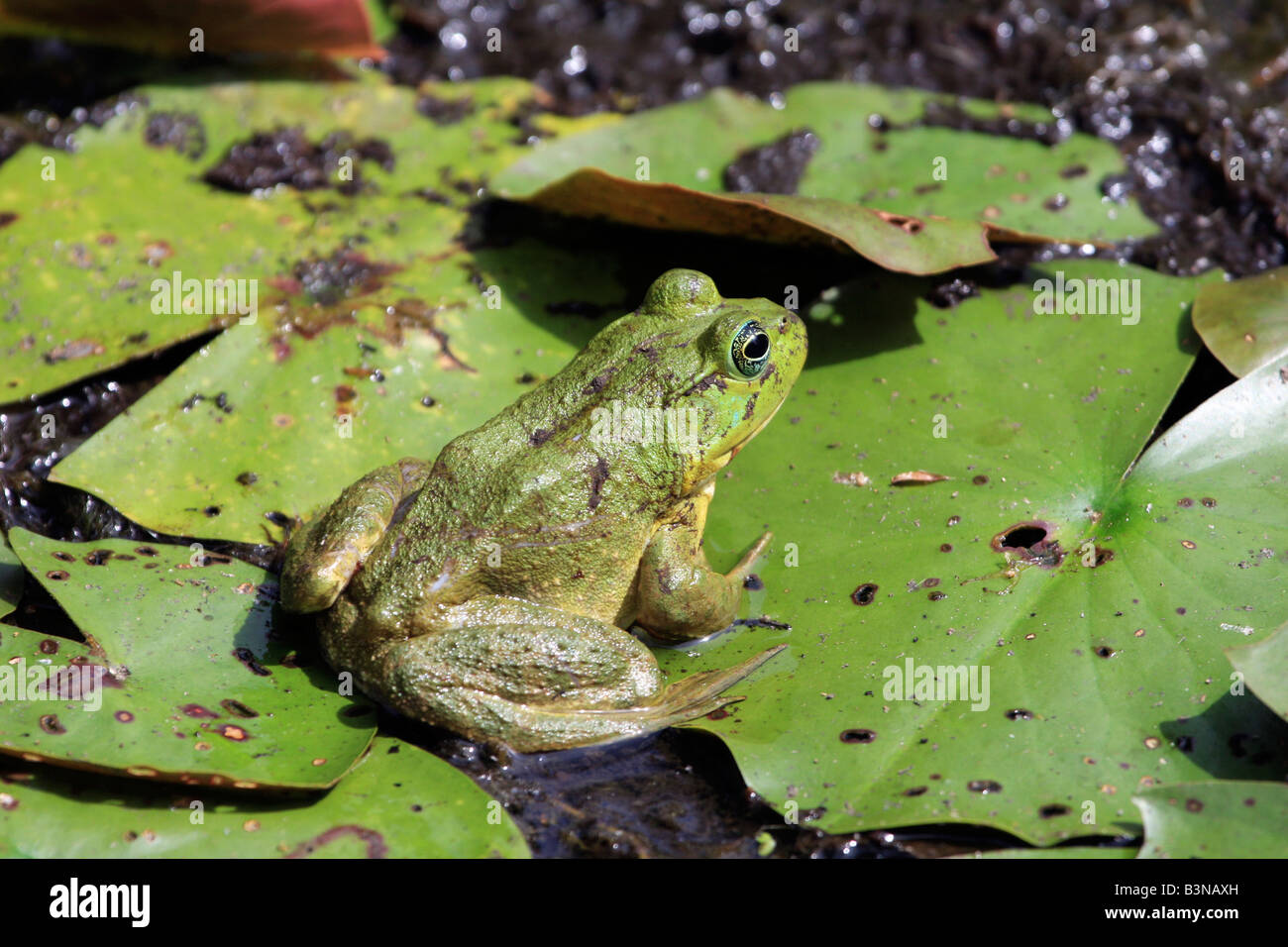 Bullfrog seduto su un tampone di lilly Foto Stock