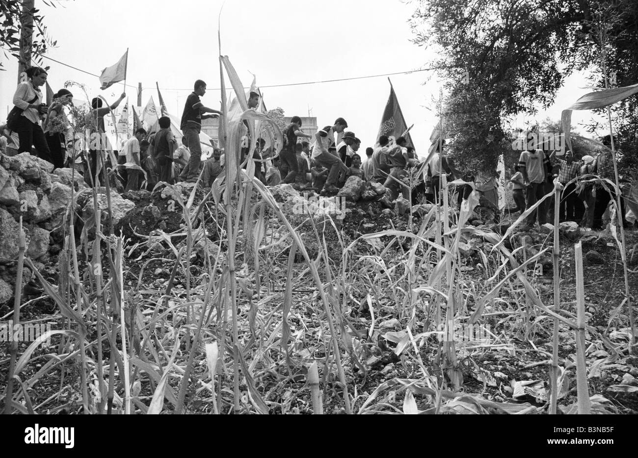 Alcuni palestinesi marzo passato un campo di mais sulla via di una protesta contro la costruzione del muro israeliano barriera di separazione o il Foto Stock