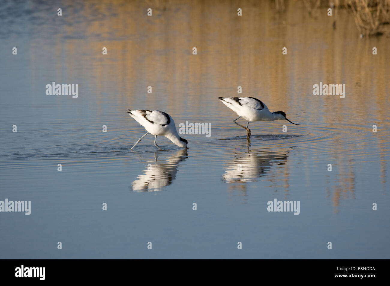 Avocette alimentazione Foto Stock