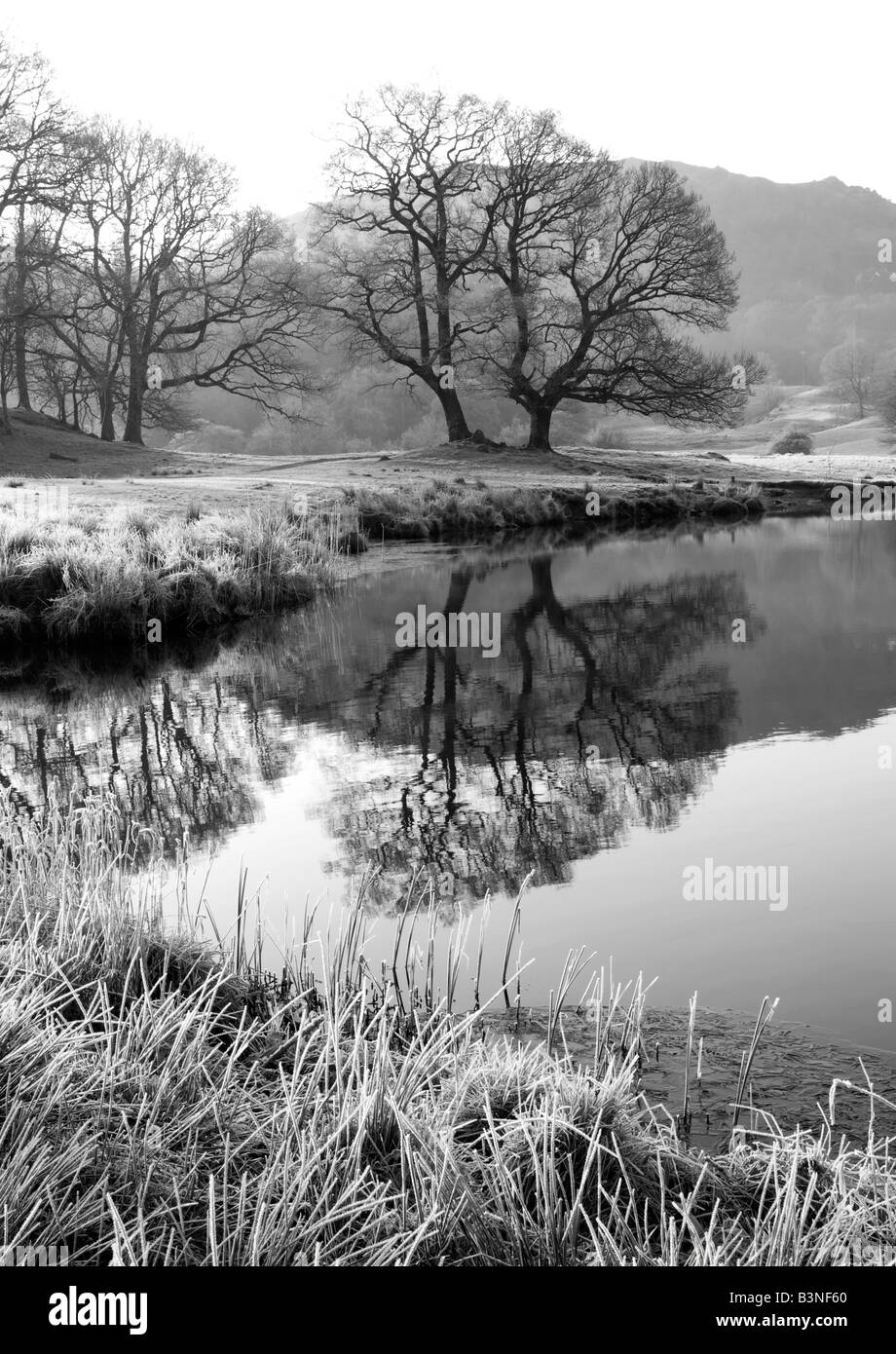 Tree riflessione su un freddo gelido mattina presso il fiume brathay in monocromia Foto Stock