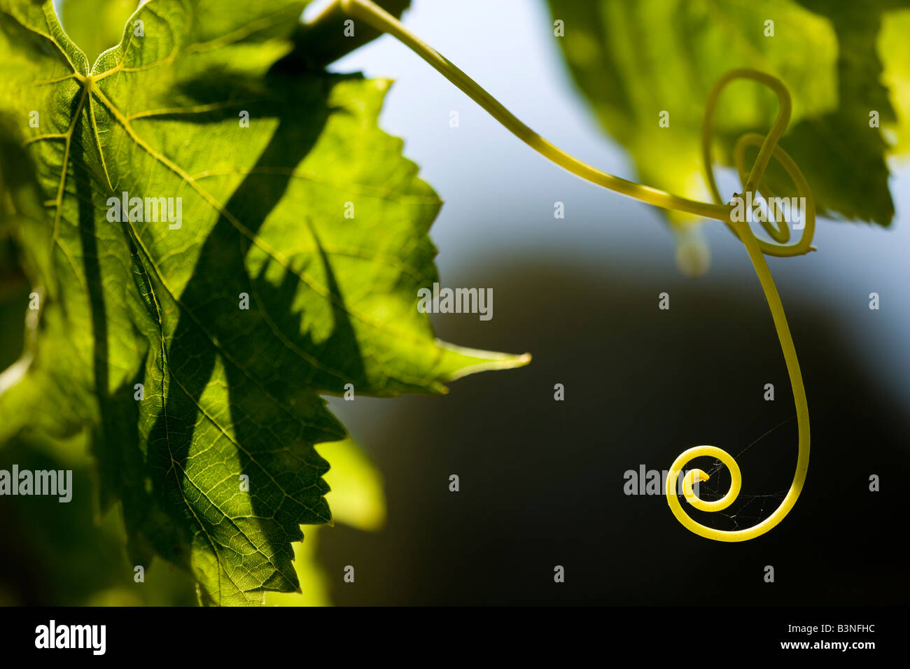 vitigno Foto Stock