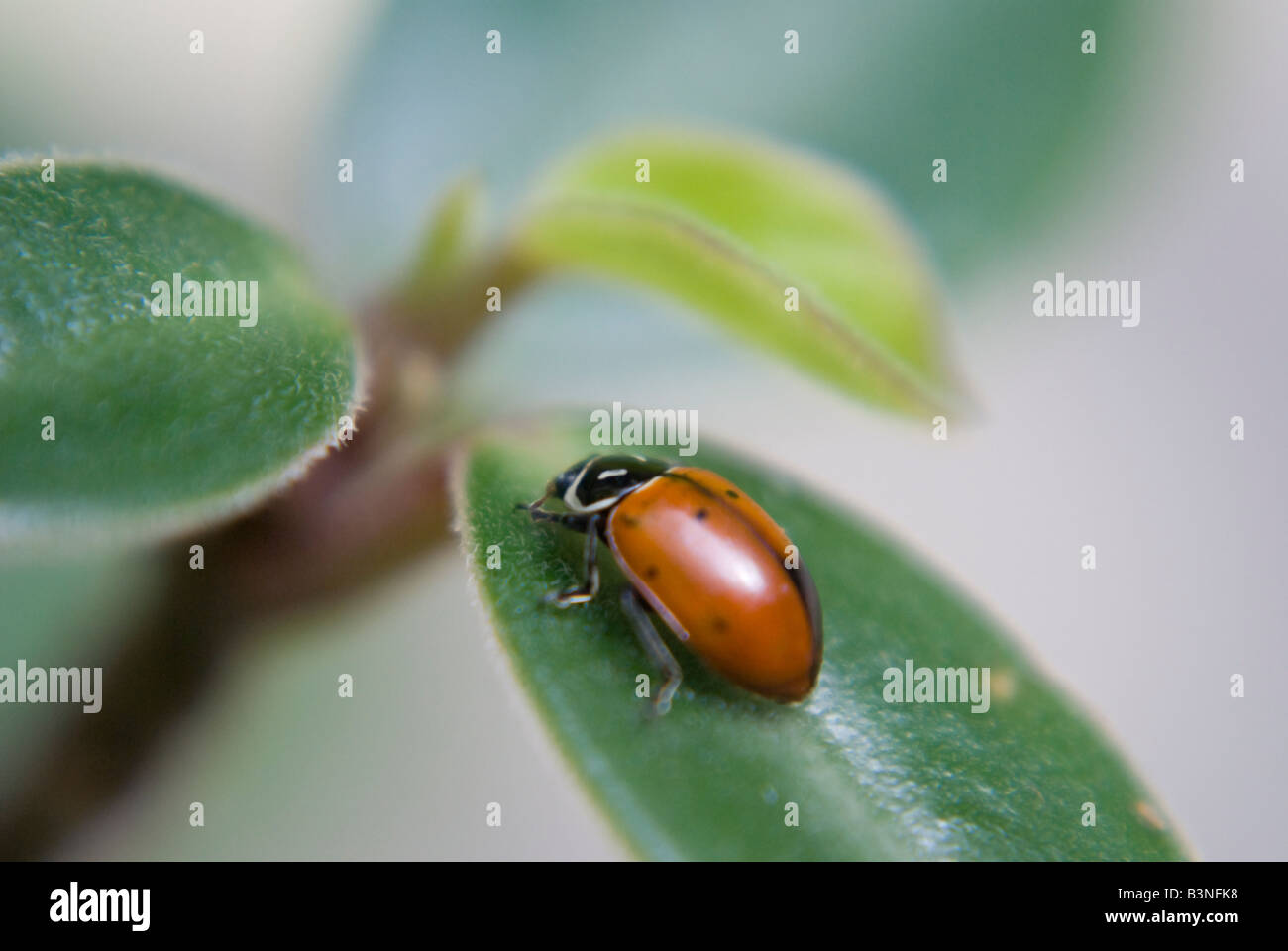 Lady bug e tralcio verde Foto Stock