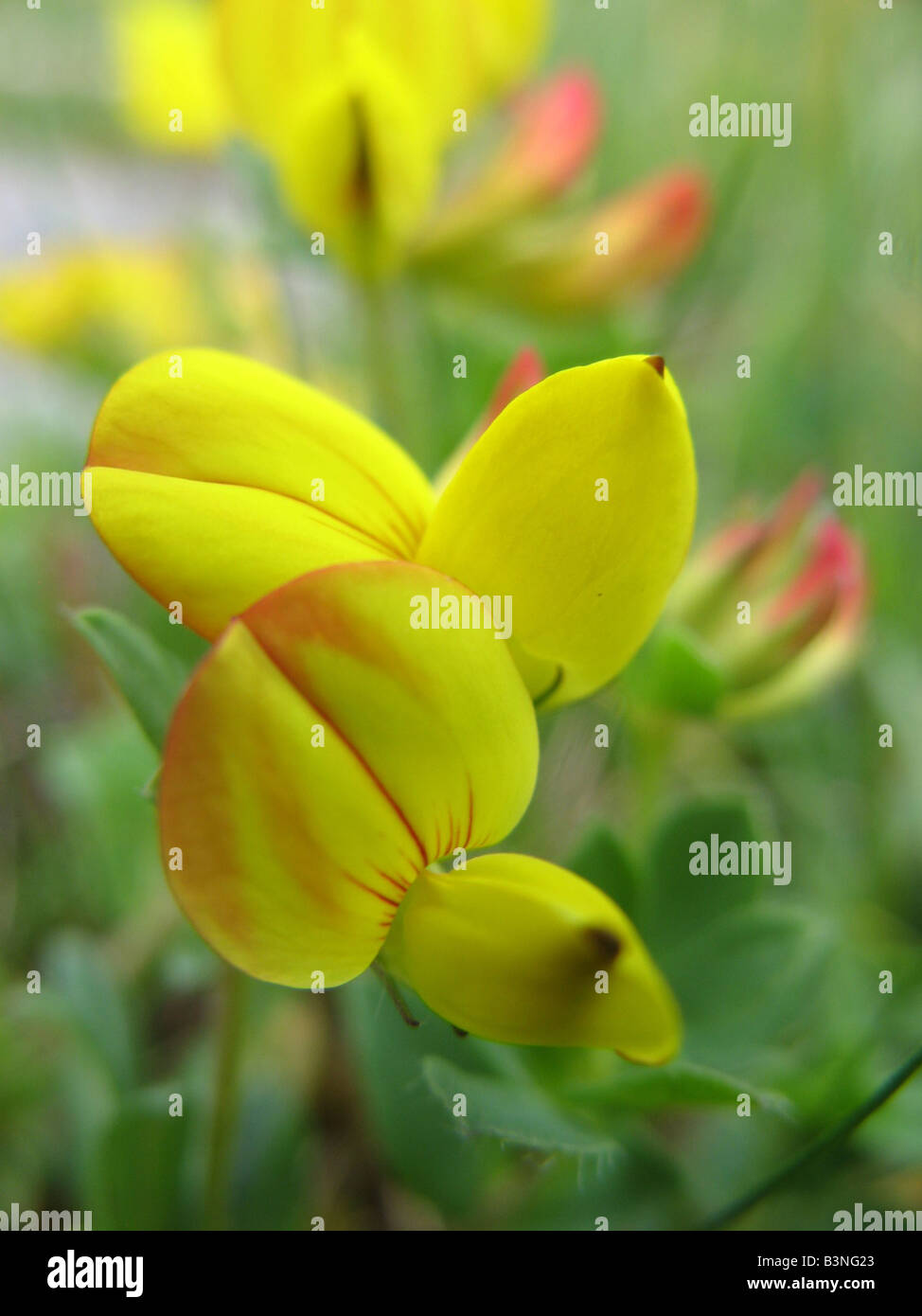 Comune di trifoglio BIRDSFOOT Lotus corniculatus ha i nomi della musica folk di uova e pancetta e Tom Thumb Foto Stock