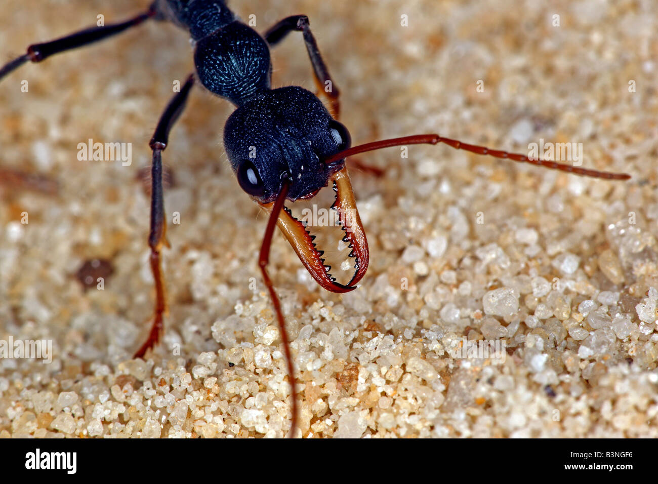 Bulldog ant (genere Myrmecia) o bullant o bull ant, Nuovo Galles del Sud, Australia. Foto Stock