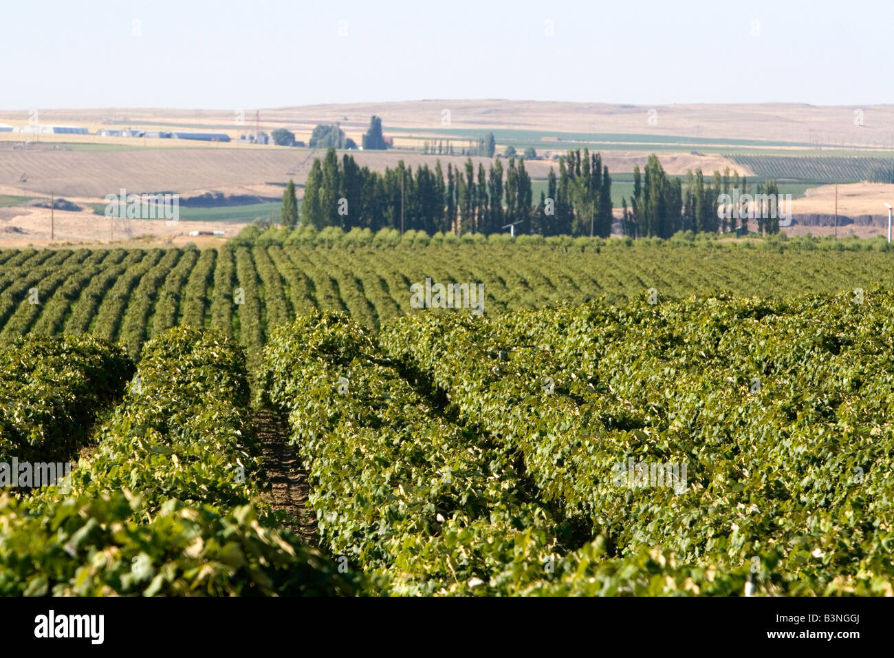 I vitigni crescono in righe vicino a Pasco Washington Foto Stock