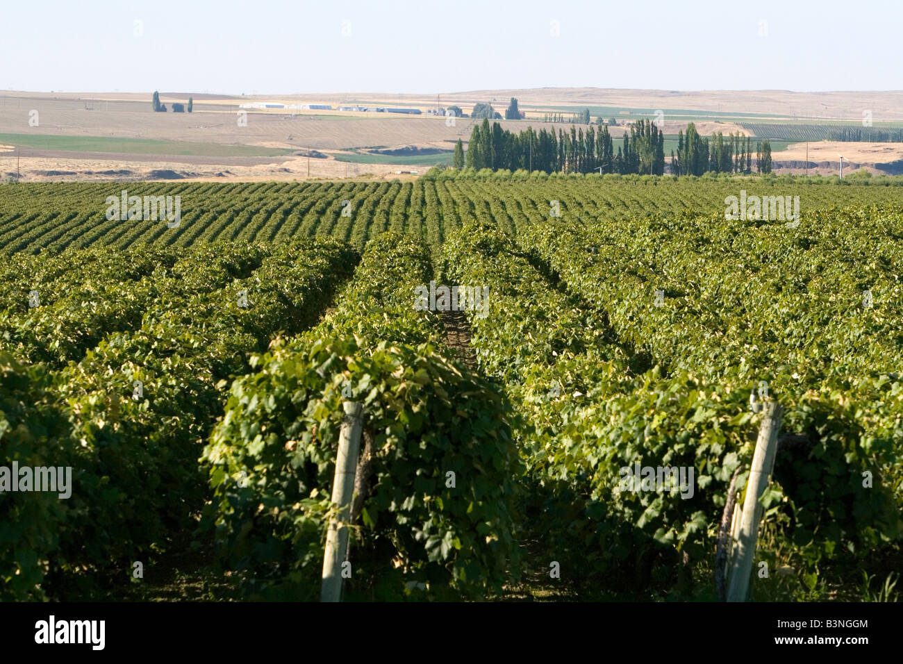 I vitigni crescono in righe vicino a Pasco Washington Foto Stock