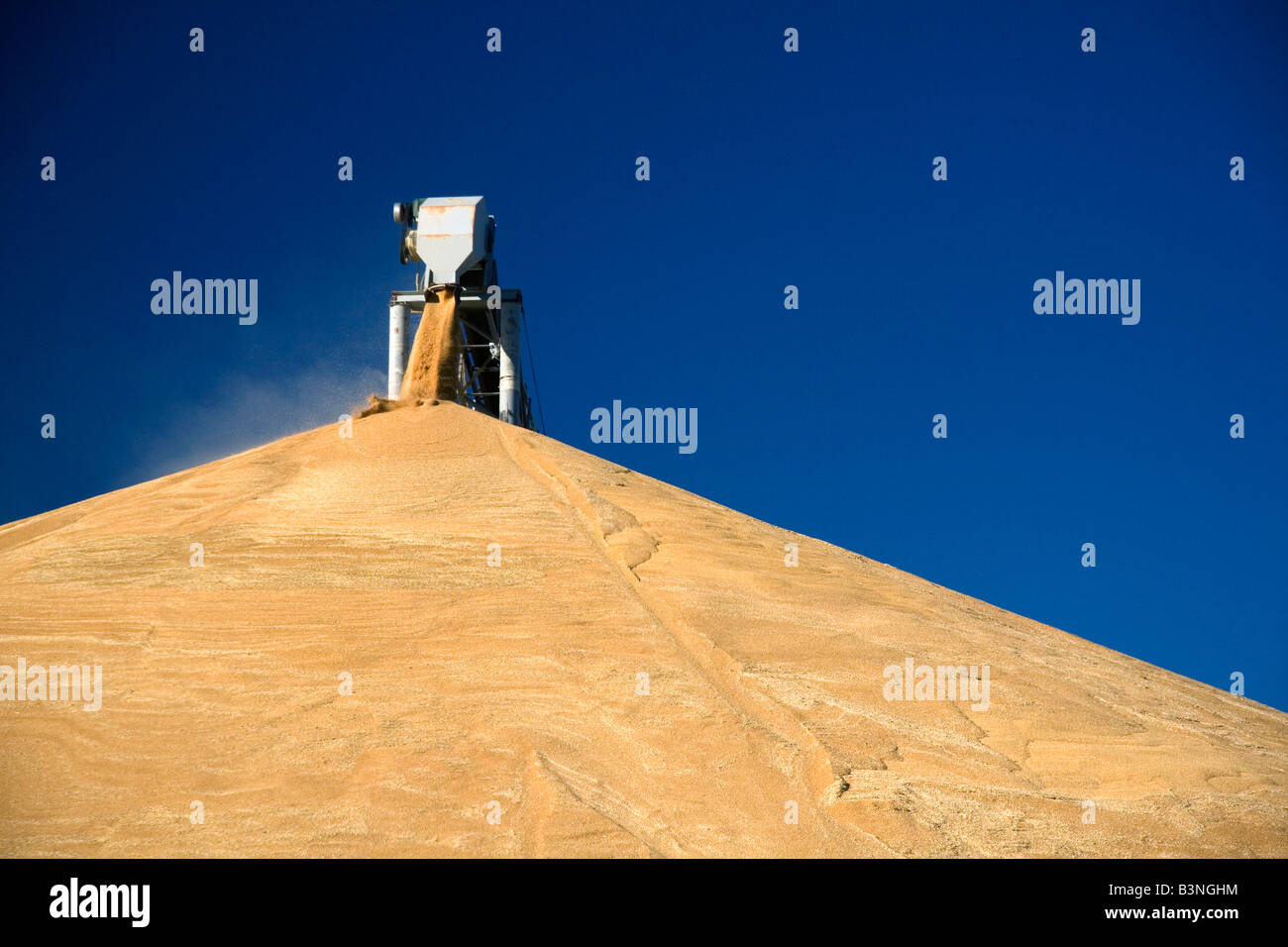 Gran mucchio di raccolto frumento a Pasco Washington Foto Stock