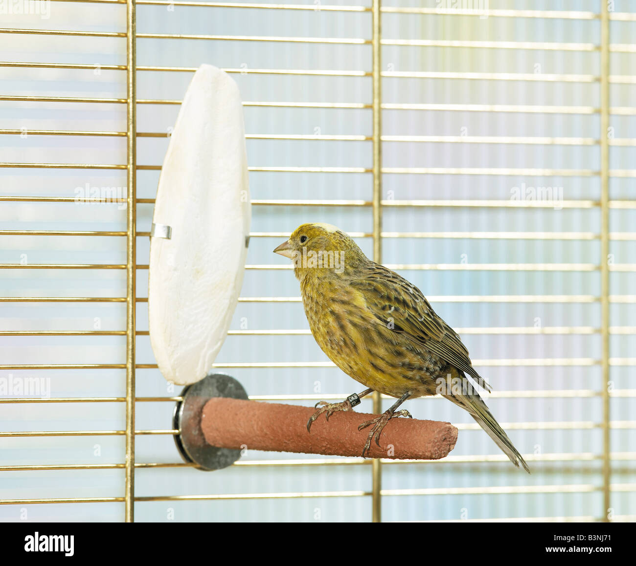 Canarie - seduta in gabbia / Foto Stock