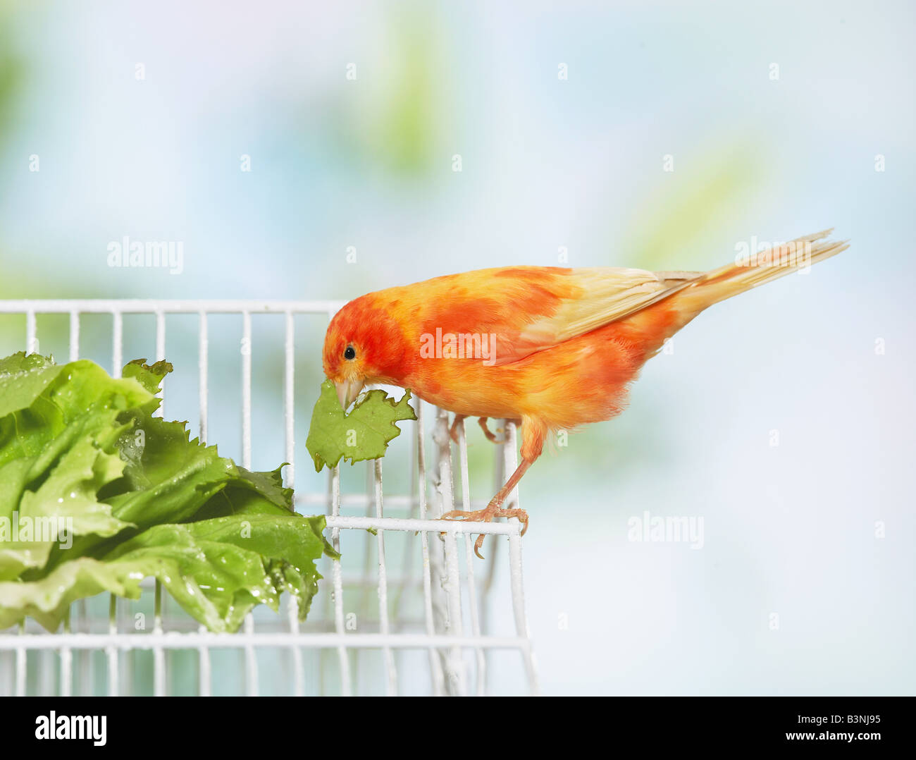 Canarie nazionali si erge su una gabbia e mangia lattuga. Germania Foto Stock