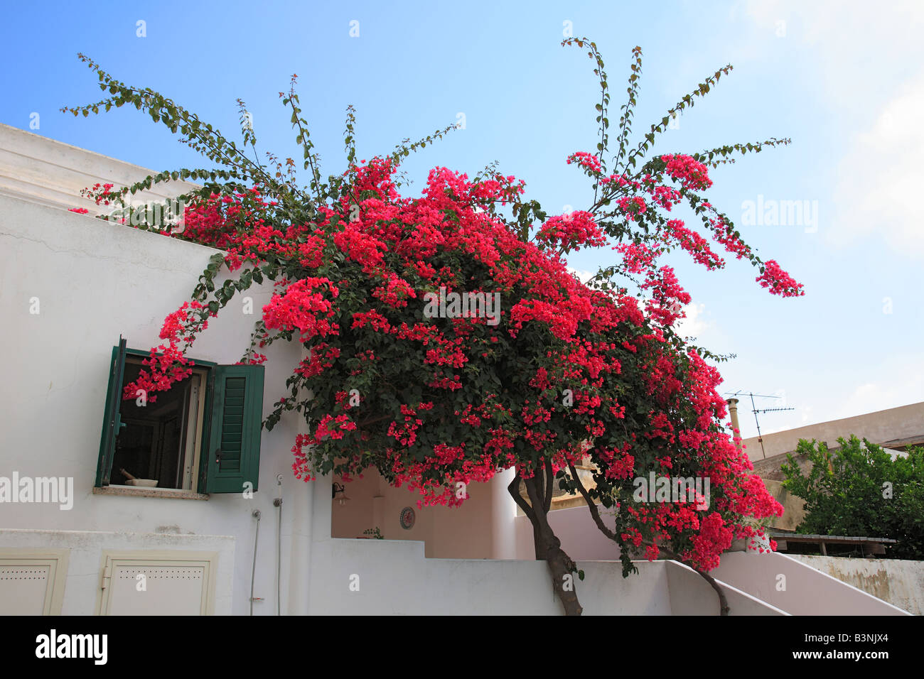 Bouganville, Strauch vor einem weissen Haus auf der Vulkaninsel Stromboli in San Vincenzo, Aeolische isole, Liparische isole, Sizilien, Italien, E Foto Stock