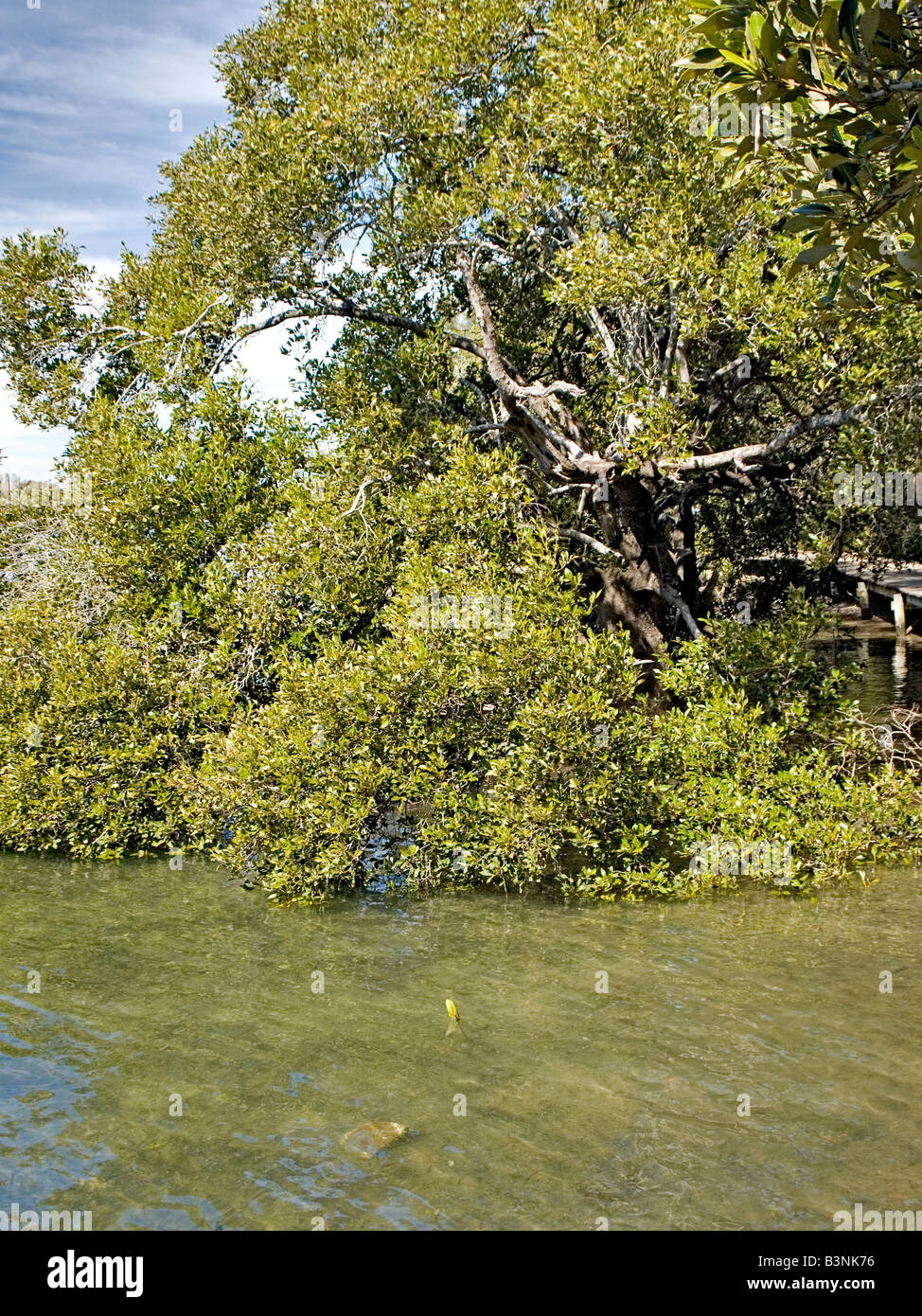 Grigio Mangrove Avicennia marina Foto Stock