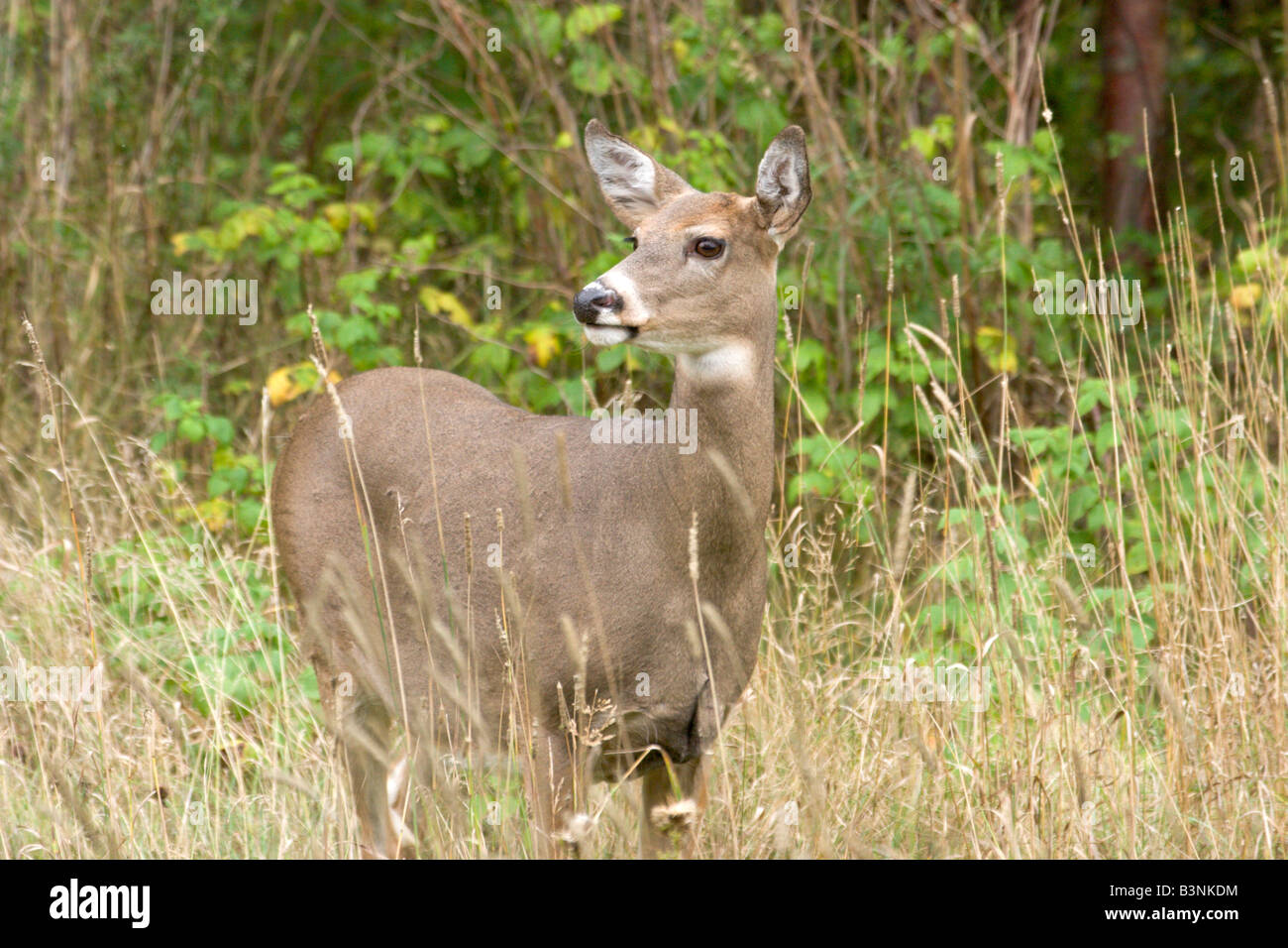 White-Tailed Deer Odocoileus virginianus due porti Minnesota Stati Uniti 29 settembre Doe Cervidae Foto Stock