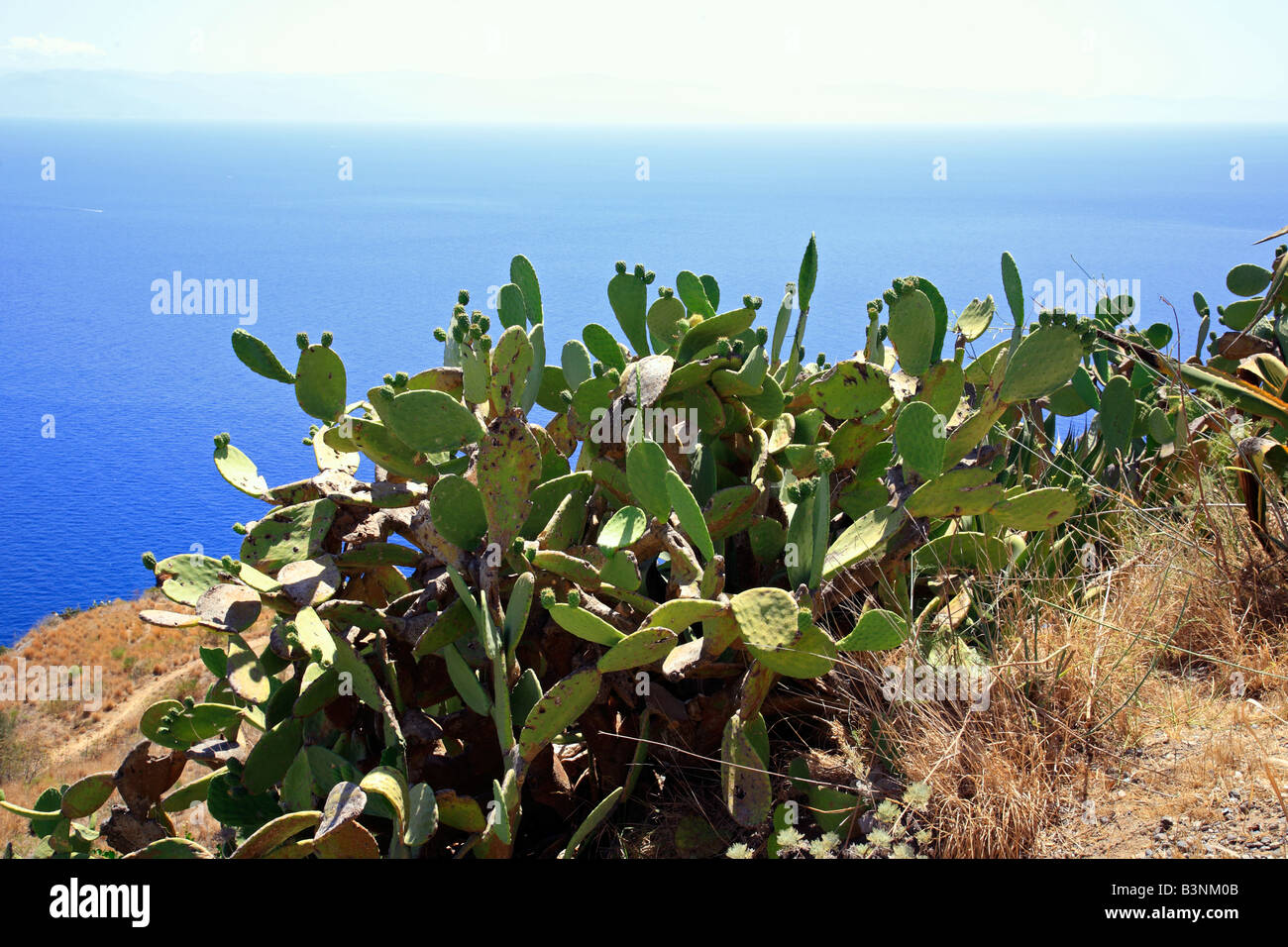 Natur, Pflanzen, Kakteen, Feigenkaktus, l' Opuntia ficus-indica Foto Stock