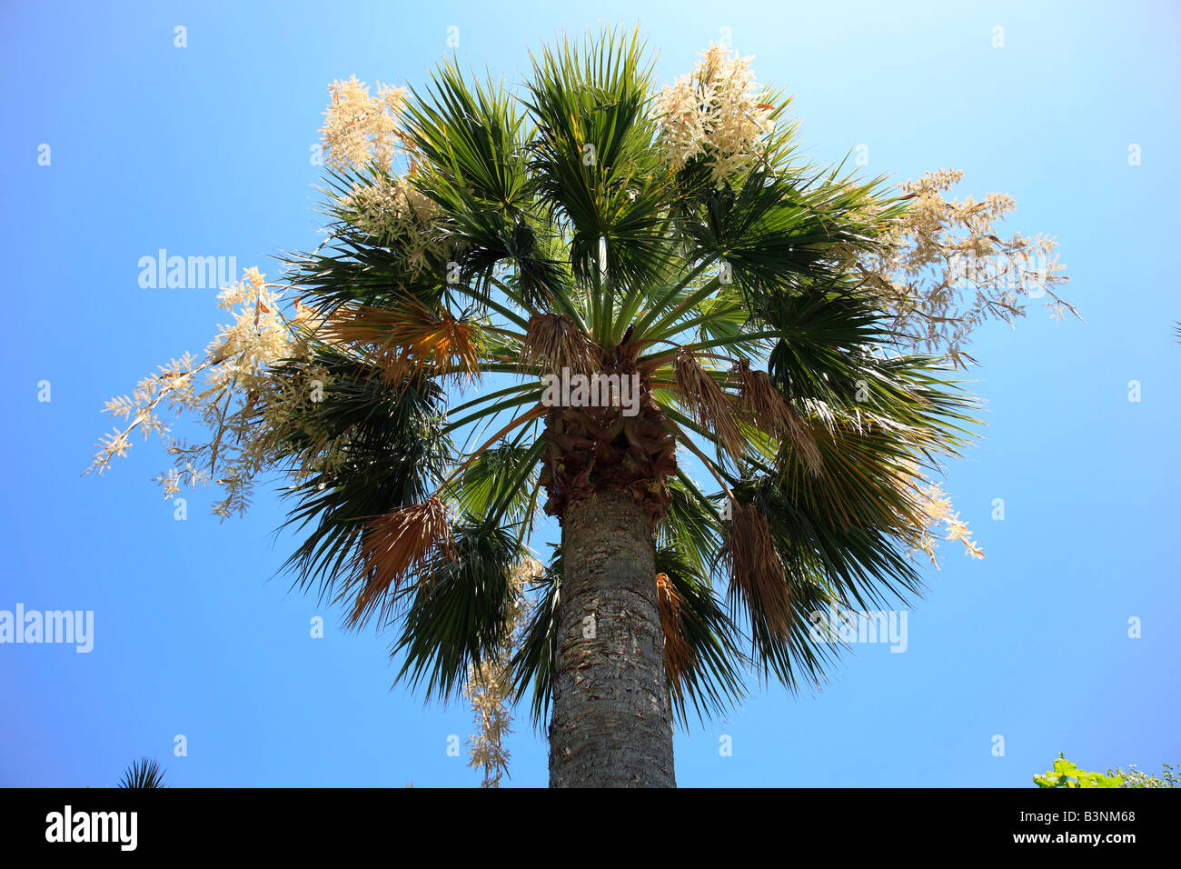 Natur, Pflanzen, palme, Hanfpalme, trachycarpus, Kalabrien, Italien, Europa Foto Stock