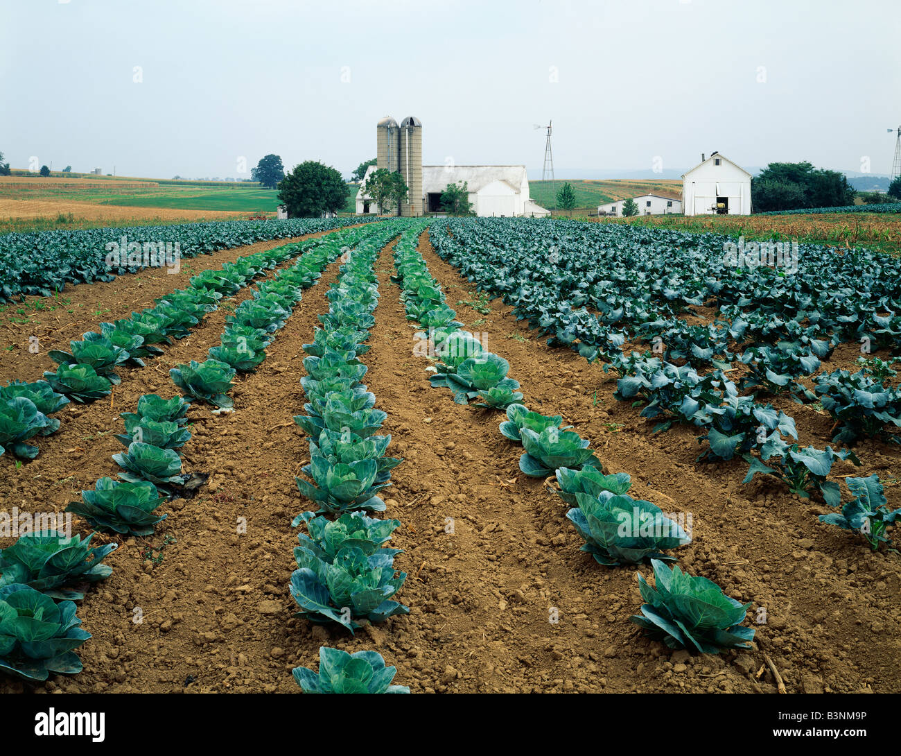 Campo di colture su una fattoria Amish, il più produttivo non irriguo terreno coltivato negli Stati Uniti Foto Stock