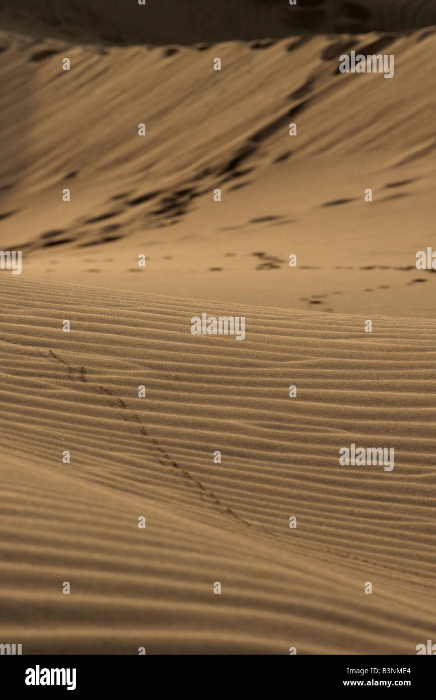 Increspature sulle dune di sabbia di Maspalomas all'alba a 250 ettari di riserva naturale scolpite dal vento, Gran Canaria Foto Stock