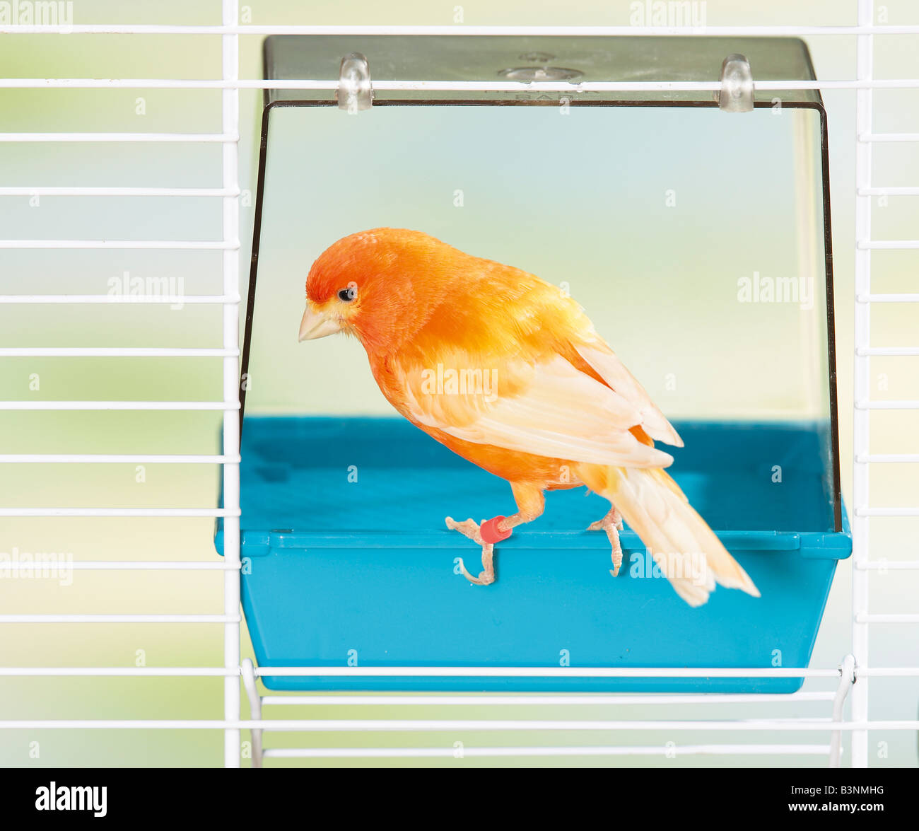 Canarie - al bacino potabile / Foto Stock