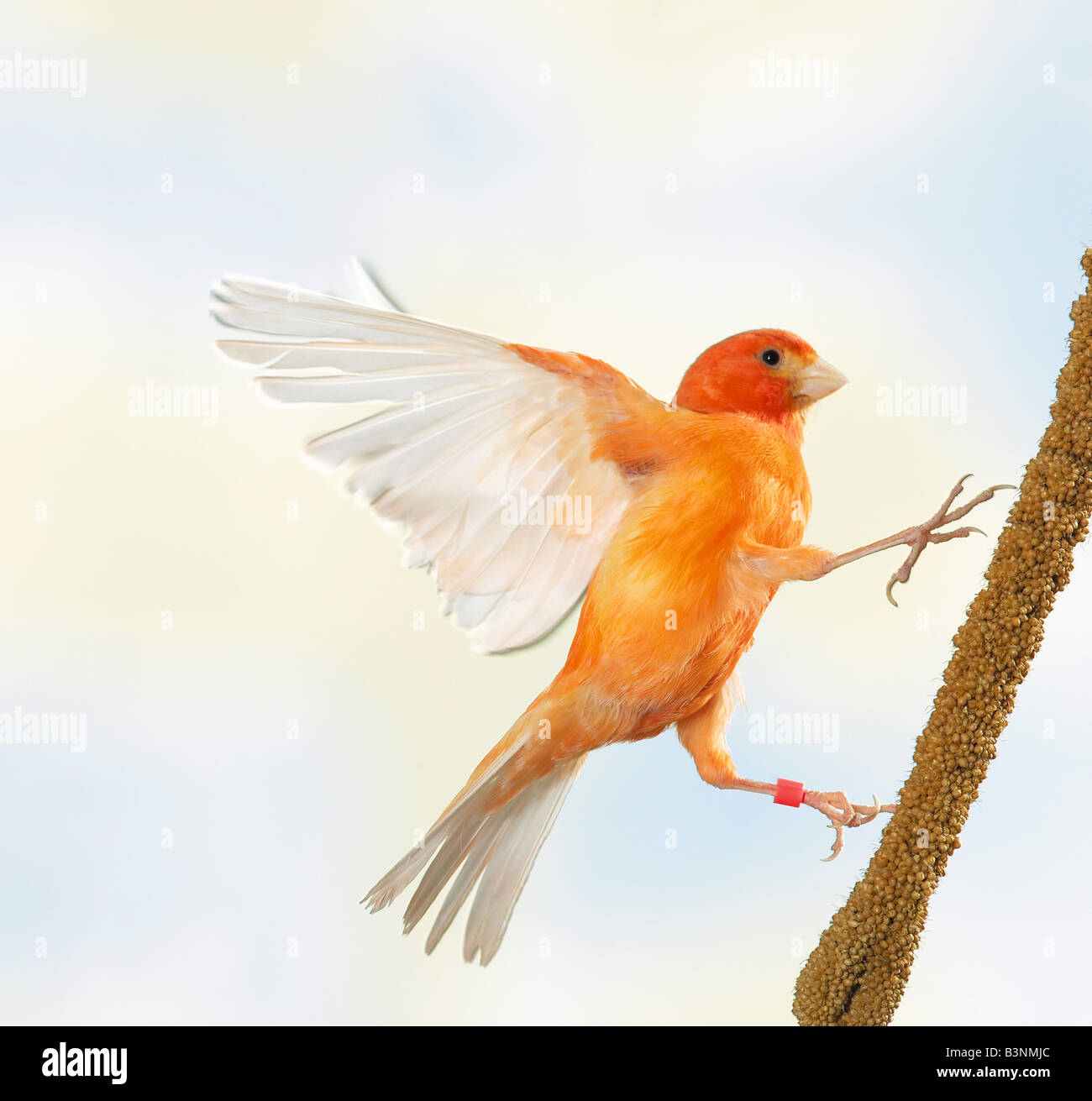 Canarie nazionali atterraggio sul miglio di Fox. Germania Foto Stock