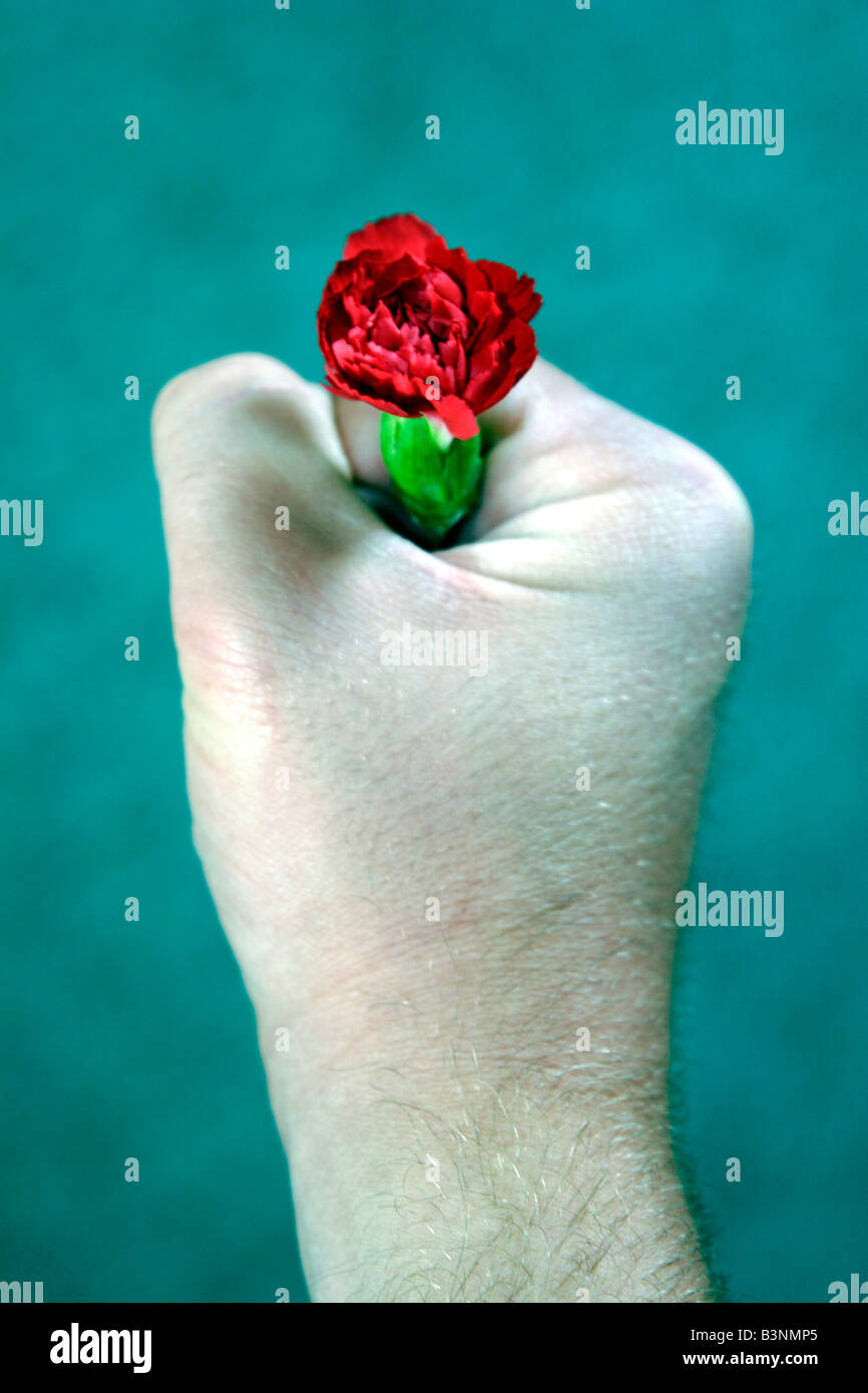 Red Carnation flower innestata in pugno Foto Stock