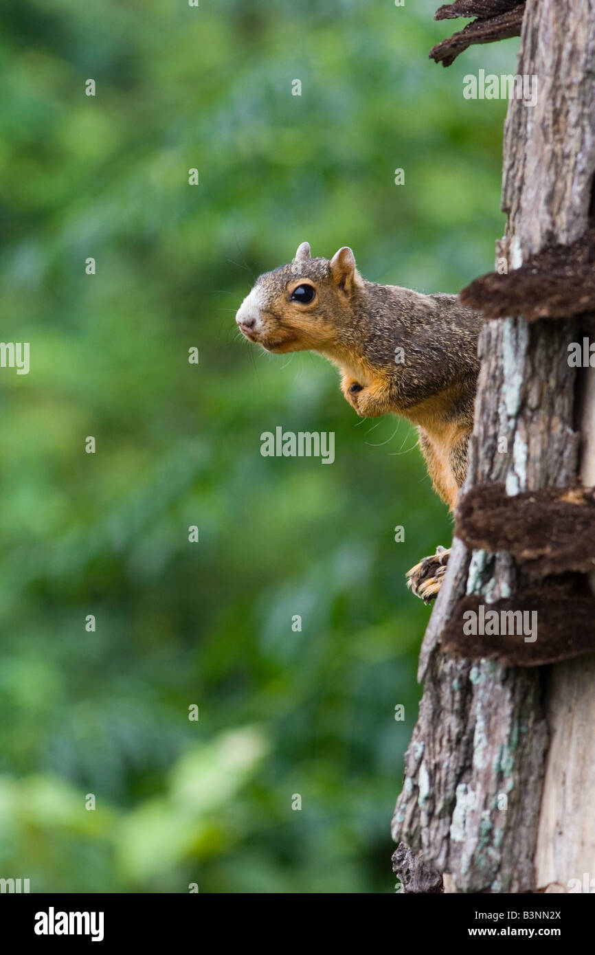 Eastern Fox Squirrel Sciurus Niger Foto Stock
