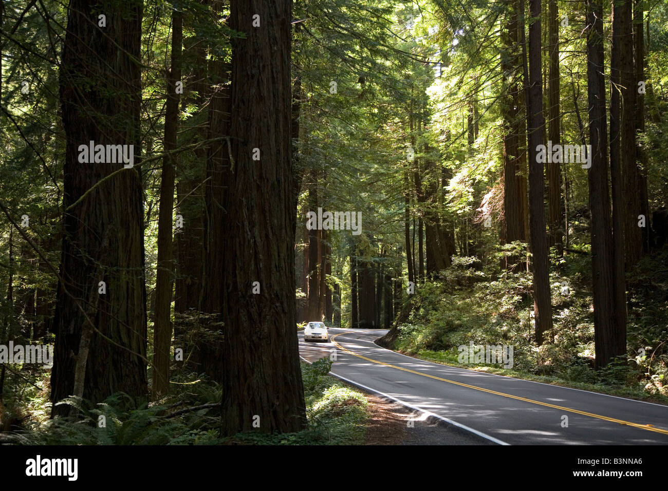 Navarro California California Highway 128 scorre attraverso un boschetto di alberi di sequoia Foto Stock