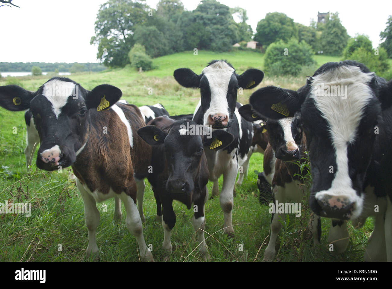 Le mucche in un campo nel villaggio di Rostherne vicino a Knutsford, Cheshire Foto Stock