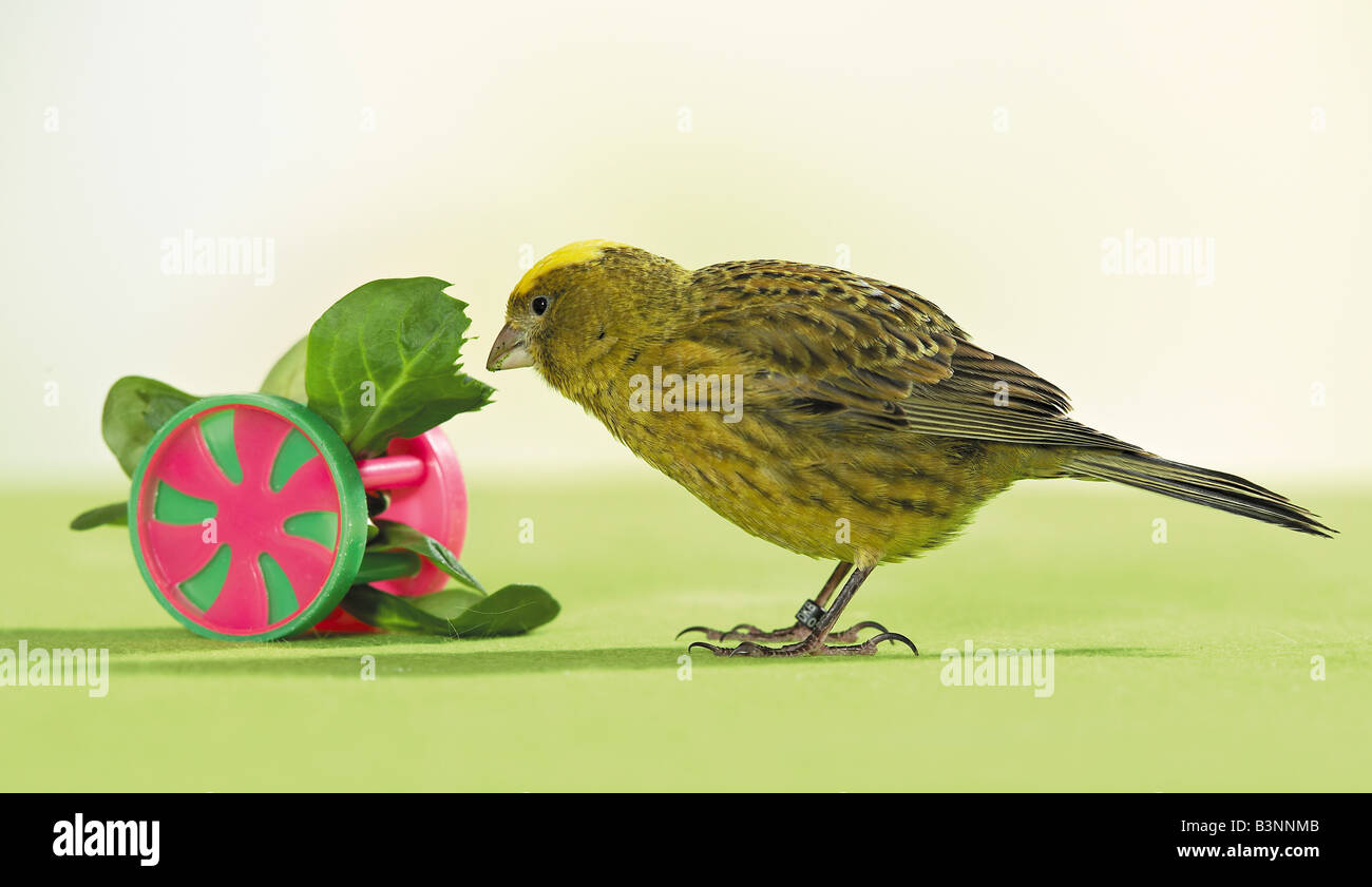 Canarie - con toy / Foto Stock