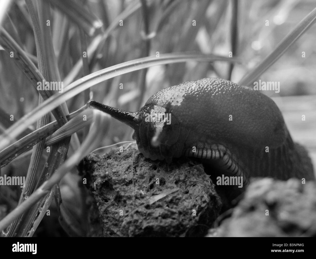 Slug sul dog poo!! Foto Stock