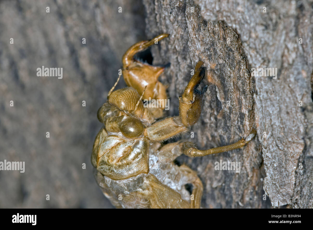 Nymphal shell (exuviae) di una recente tratteggiata cicala australiano su un tronco di albero. Foto Stock