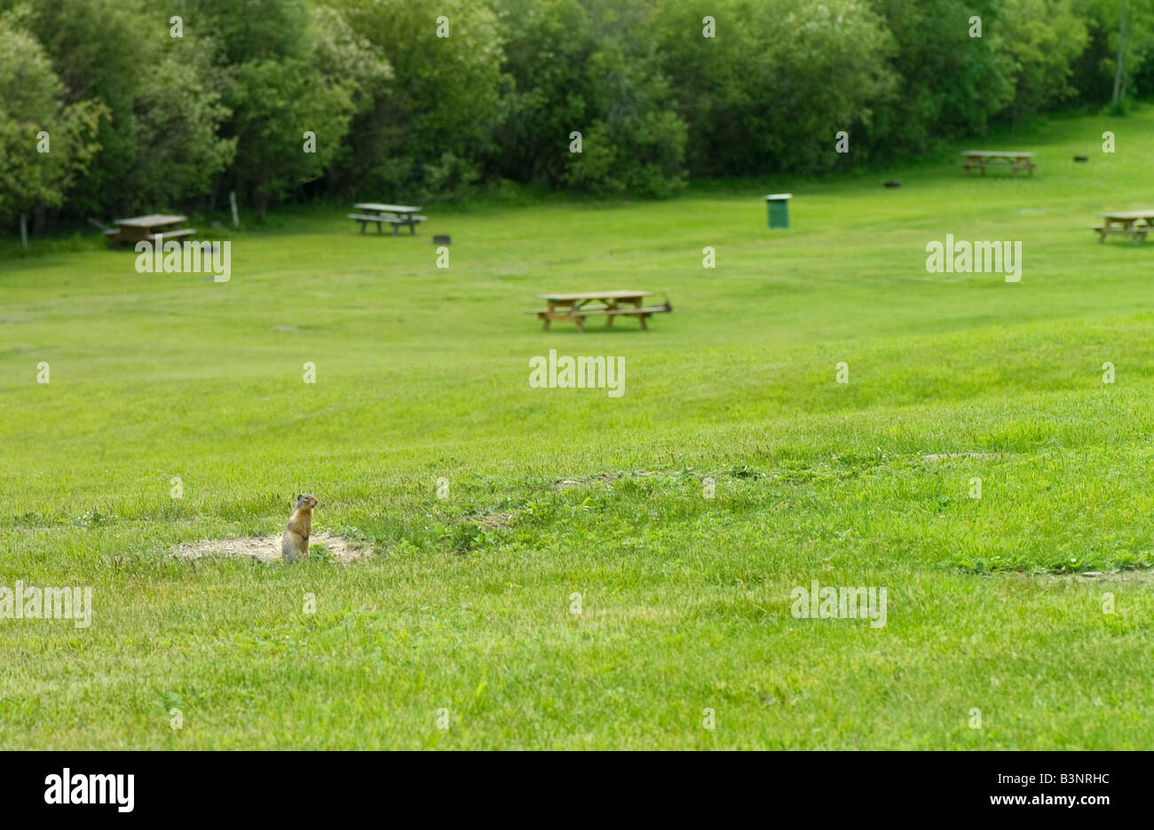 Un curioso cane della prateria inserimenti della testa al di fuori di un lussureggiante terreno di picnic. Foto Stock