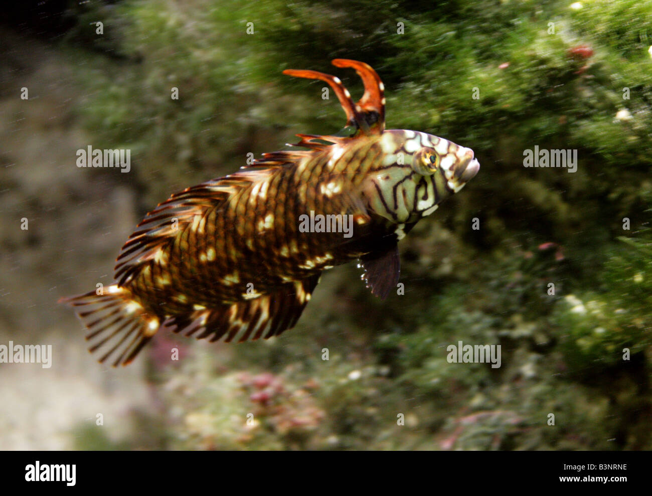 I capretti Rockmover Wrasse, Novaculichthys taeniourus aka Dragon Wrasse Foto Stock