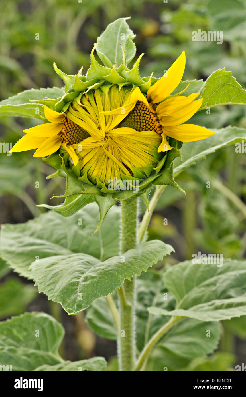 Un girasole bud si aprono Foto Stock