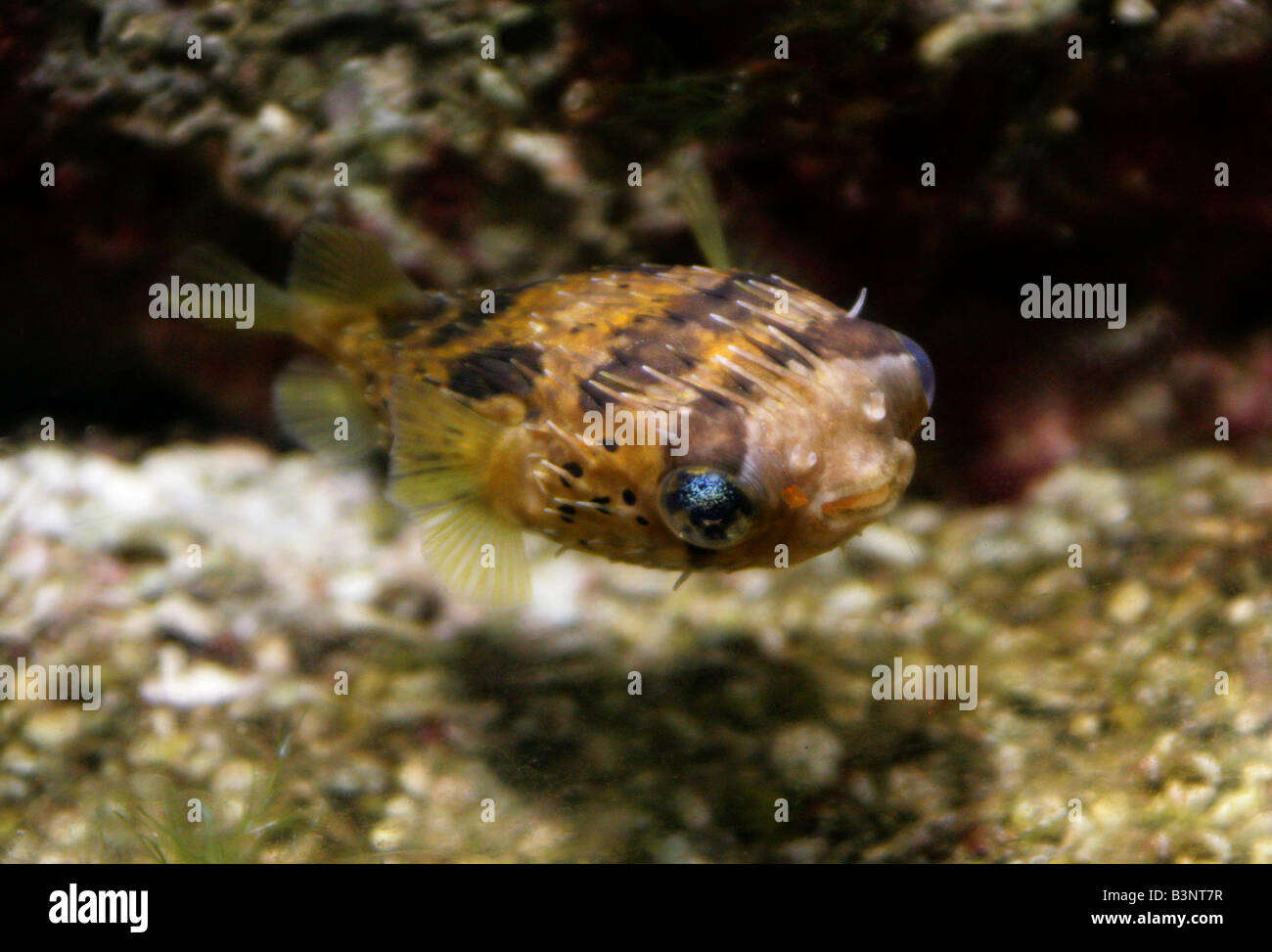 Porcupine Puffer fish, Diodon holocanthus aka lungo la colonna vertebrale o Porcupinefish Porcupinefish palloncino Foto Stock