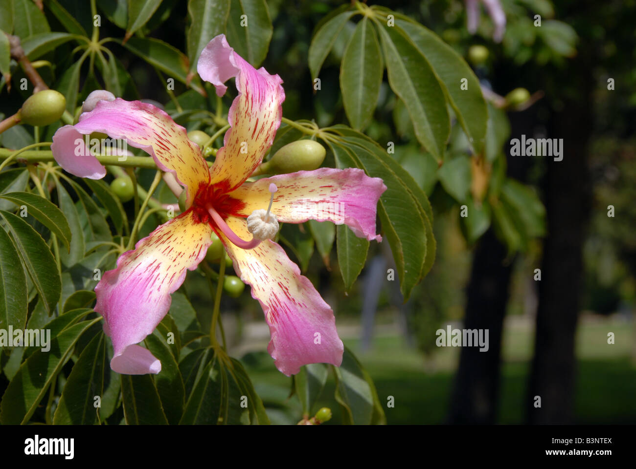 Close up fiore su un filo di seta o di albero Ceiba Speciosa nel Jardin del Real Viveros a Valencia Spagna Foto Stock