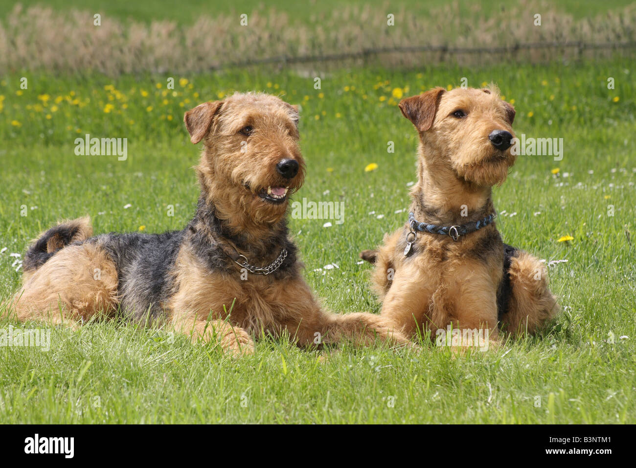 Due Airedale Terrier - sdraiato sul prato Foto Stock