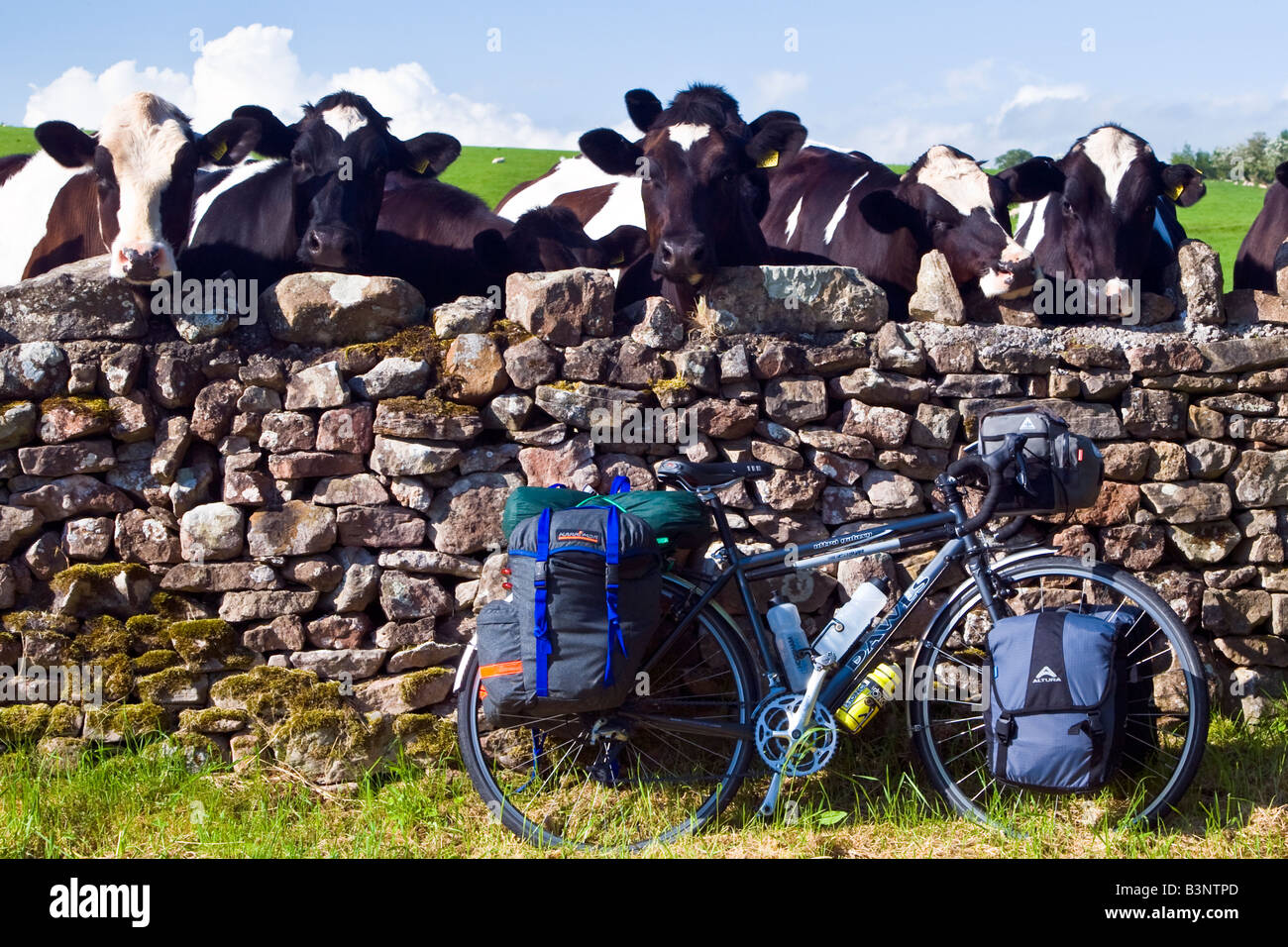 Touring bike accanto a un muro di pietra con le mucche cercando sul vicino a Appleby, Cumbria, Regno Unito Foto Stock