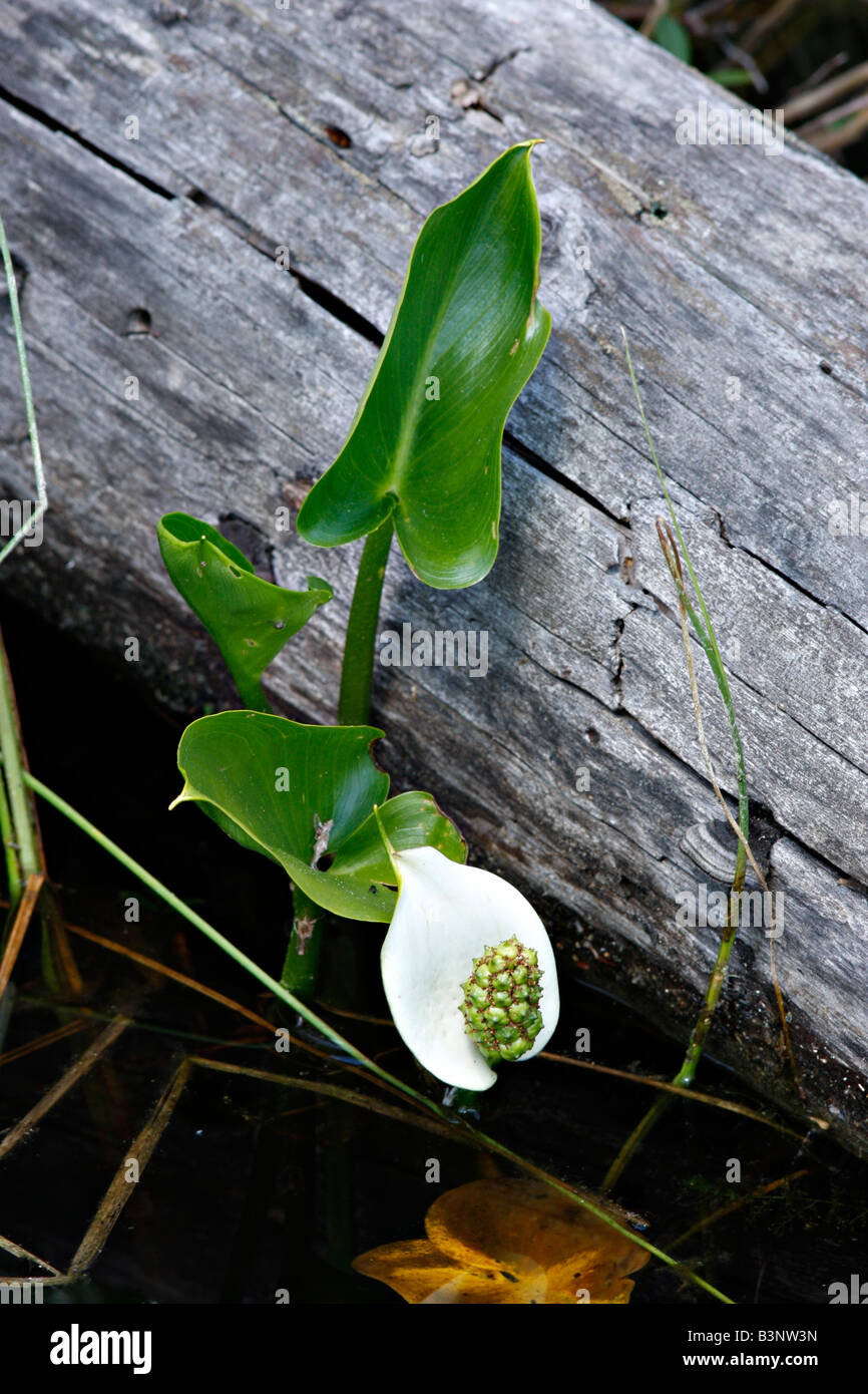 Wild Calla, (Calla palustris) cresce in Agnese, Lago, Parco nazionale Voyageurs Foto Stock