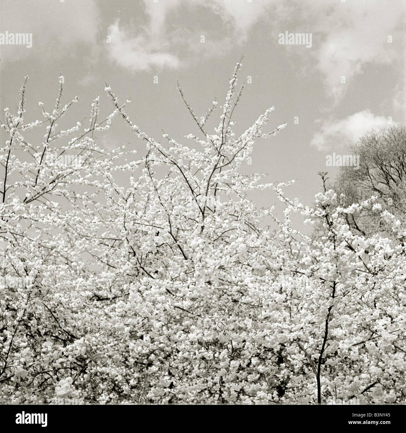 Alberi in fiore rami sventolando nella brezza primaverile soffici couds bianco nel cielo piuttosto tranquillo scenario tranquillo data sconosciuta Foto Stock