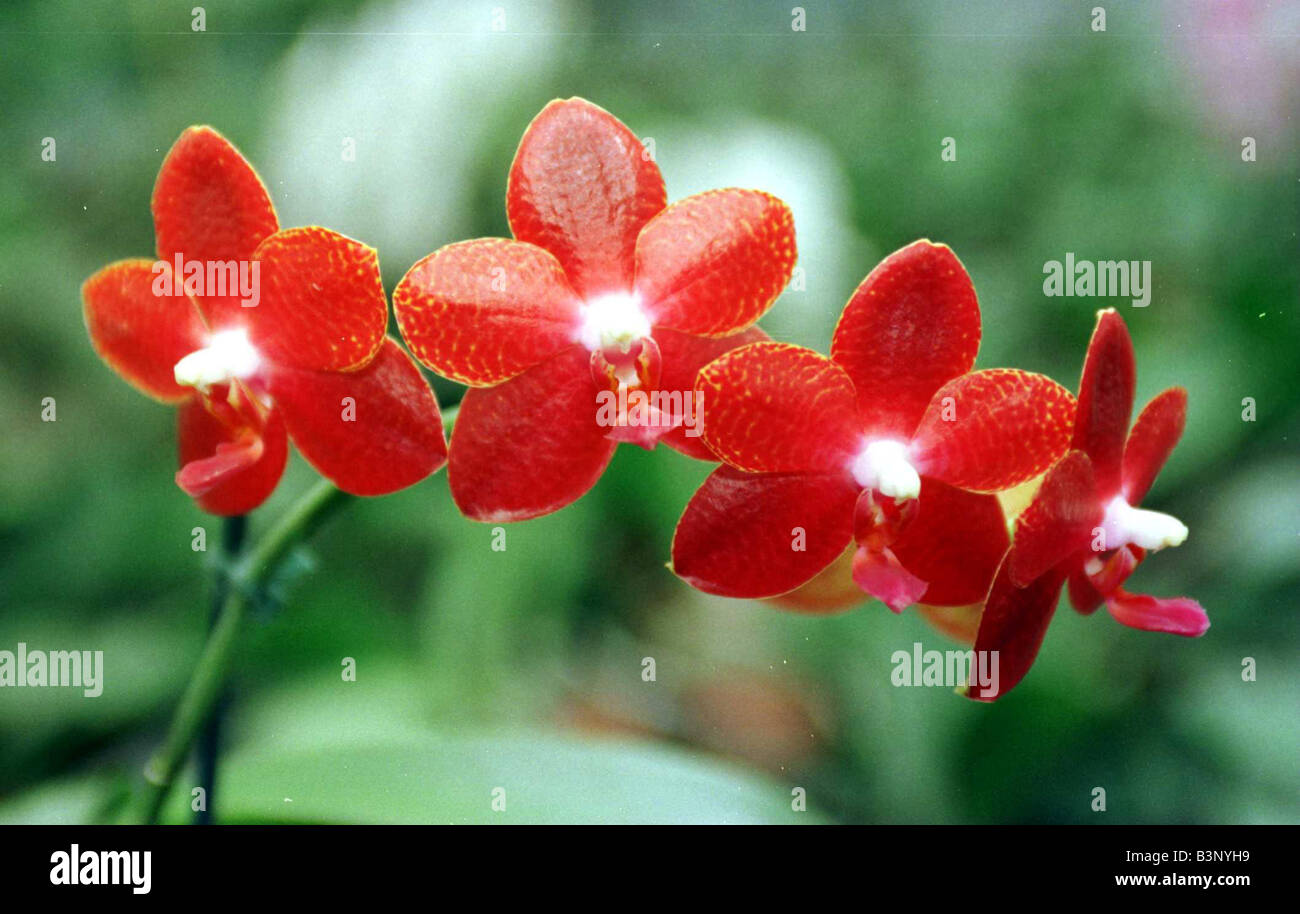 Red Moth Orchid maggio 1999 al vivaio McBean Cooksbridge East Sussex, valutate a 10 000 coltivate da horticulturalist Jim Durrant Foto Stock