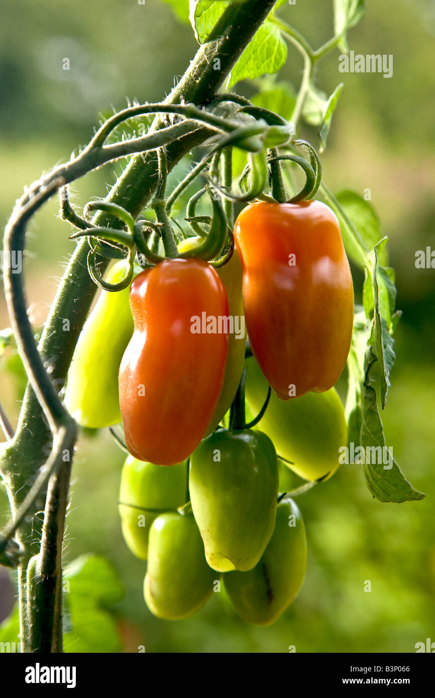 Pomodori Foto Stock